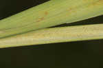 Great smokey mountain sedge